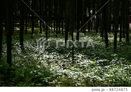 【京都】嵐山・嵯峨野、竹林にさす木漏れ日がキラキラと美しい 88724875