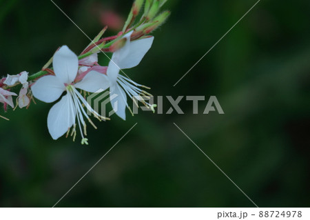 ヒラヒラ舞う蝶々に似た花 88724978