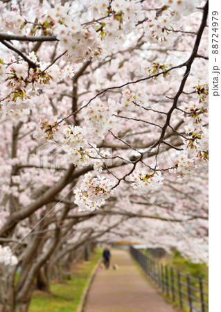 桜、サクラ、さくら 88724979