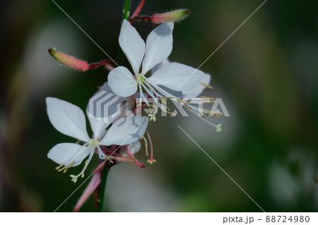 ヒラヒラ舞う蝶々に似た花 ヒラヒラ舞う蝶々に似た花 88724980
