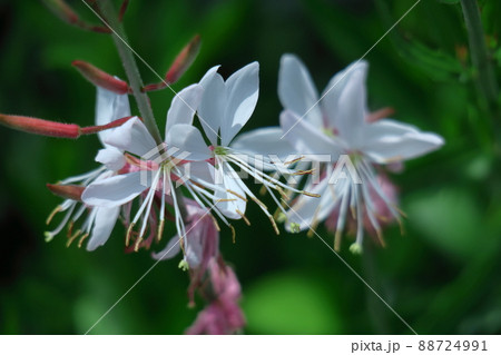 ヒラヒラ舞う蝶々に似た花 ヒラヒラ舞う蝶々に似た花 88724991