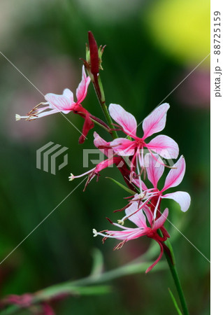 ヒラヒラ舞う蝶々に似た花 88725159