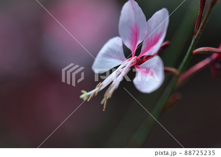 ヒラヒラ舞う蝶々に似た花 88725235