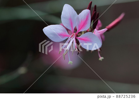ヒラヒラ舞う蝶々に似た花 ヒラヒラ舞う蝶々に似た花 88725236
