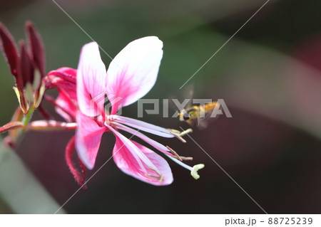 ヒラヒラ舞う蝶々に似た花 ヒラヒラ舞う蝶々に似た花 88725239