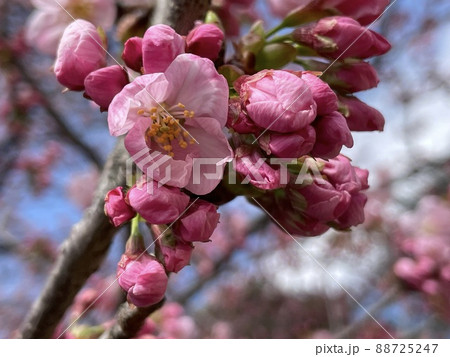 蕾の早咲き桜　 88725247