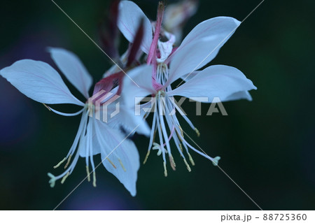 ヒラヒラ舞う蝶々に似た花 ヒラヒラ舞う蝶々に似た花 88725360