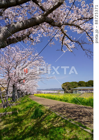 木津川市の桜 88725371