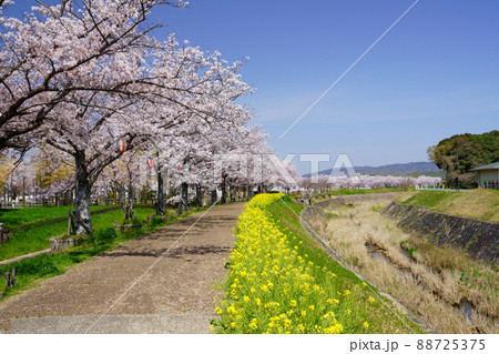 木津川市の桜 木津川市の桜 88725375