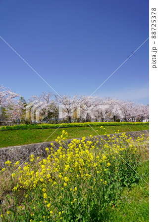 木津川市の桜 88725378
