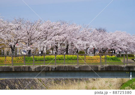 木津川市の桜 88725380