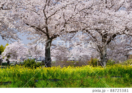 木津川市の桜 木津川市の桜 88725381