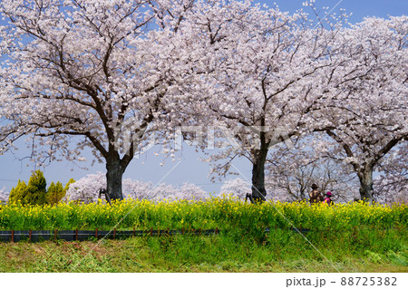 木津川市の桜 88725382