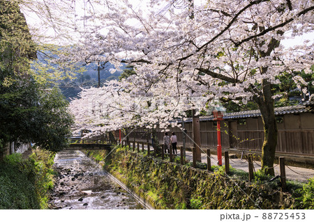 桜満開の城崎温泉 桜満開の城崎温泉 88725453