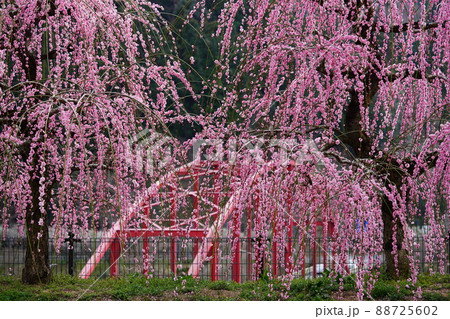 月ヶ瀬梅林の春 月ヶ瀬梅林の春 88725602