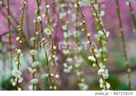 月ヶ瀬梅林の春 月ヶ瀬梅林の春 88725629