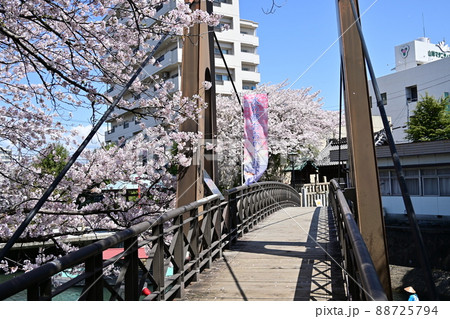 大垣市奥の細道結びの地に咲く桜と虹の橋 大垣市奥の細道結びの地に咲く桜と虹の橋 88725794