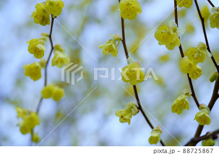 若いヒュウガミズキの花 若いヒュウガミズキの花 88725867
