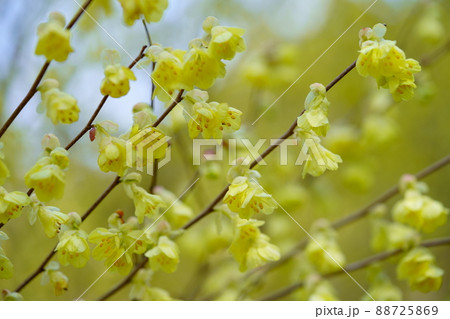 若いヒュウガミズキの花 88725869