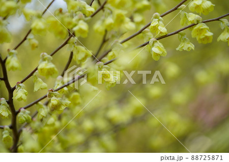 若いヒュウガミズキの花 若いヒュウガミズキの花 88725871