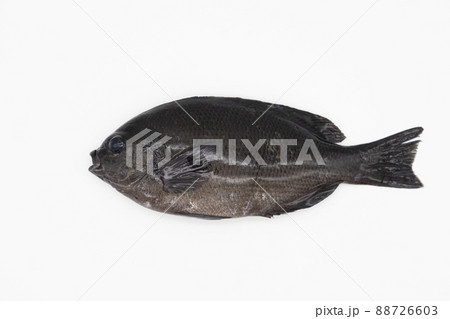 メジナ一匹　 88726603