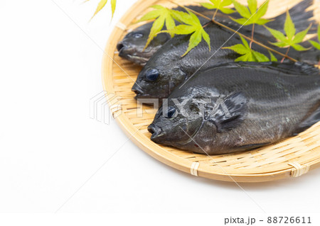 ザルに乗せたメジナ3尾 ザルに乗せたメジナ3尾 88726611