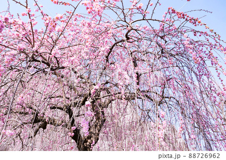 写真、風景、植物 北国盛岡の鮮やかな垂れ梅 春風に眩しい垂れ梅 写真、風景、植物 北国盛岡の鮮やかな垂れ梅 春風に眩しい垂れ梅 88726962
