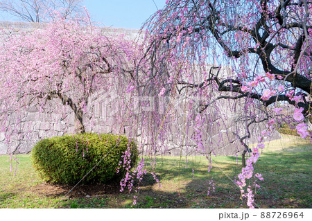 写真、風景、植物、岩手公園の鮮やかな垂れ梅 春風に眩しい垂れ梅 写真、風景、植物、岩手公園の鮮やかな垂れ梅 春風に眩しい垂れ梅 88726964