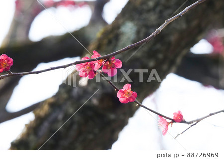 写真、植物、春の写真　色鮮やかな紅梅　小さな紅梅の花が目立つ 88726969