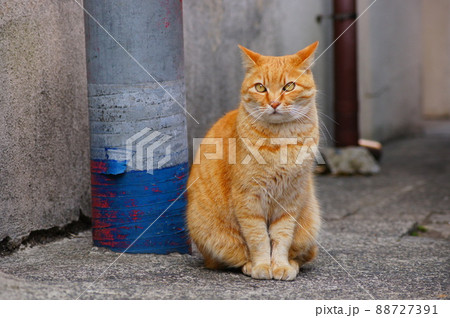 茶トラ柄の猫が座っている 88727391
