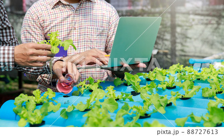 Farmers pour microbial fertilizer into hydroponic vegetable fields in the nursery greenhouse. Farmers pour microbial fertilizer into hydroponic vegetable fields in the nursery greenhouse. 88727613