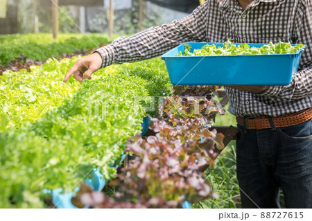 Farmer harvest organic hydroponic green oak lettuce in plant nursery farm. Farmer harvest organic hydroponic green oak lettuce in plant nursery farm. 88727615
