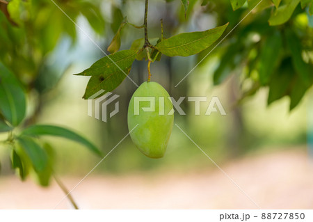 Green mango hanging, mango field, mango farm.  88727850