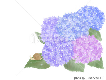 紫陽花とカタツムリ 88728112