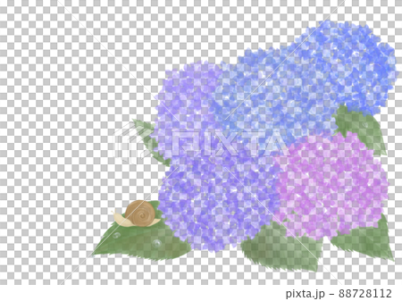 紫陽花とカタツムリ 88728112