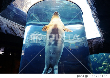 旭川市 旭山動物園 あざらし館 88728182