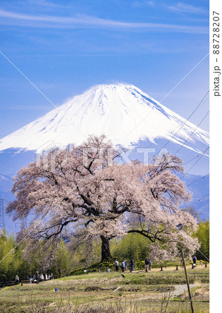 わに塚の桜と富士山 わに塚の桜と富士山 88728207