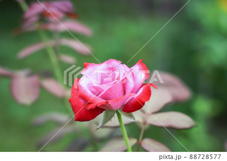 pink roses with green nature background pink roses with green nature background 88728577