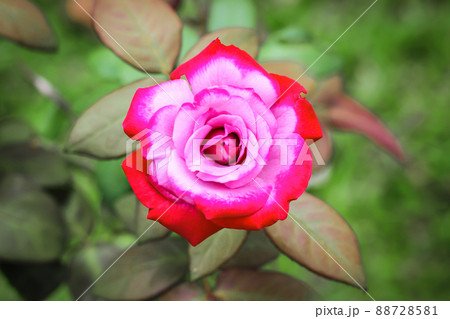pink roses with green nature background 88728581