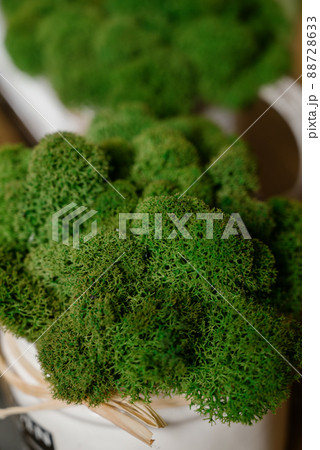 Stabilized moss.Stabilized moss in the pot 88728633