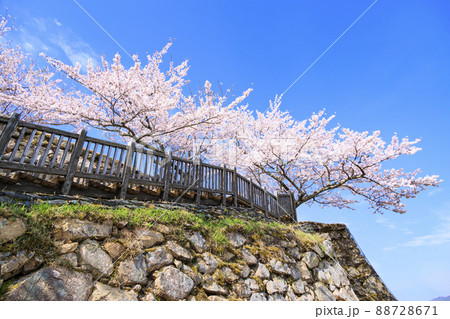 桜満開に咲く竹田城跡 88728671