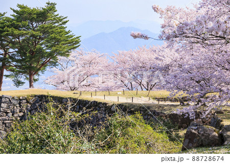桜満開に咲く竹田城跡 88728674