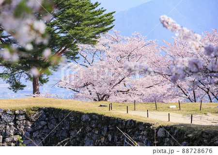 桜満開に咲く竹田城跡 88728676