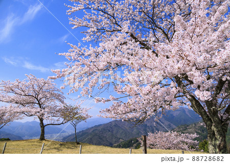 桜満開に咲く竹田城跡 88728682