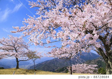 桜満開に咲く竹田城跡 88728684