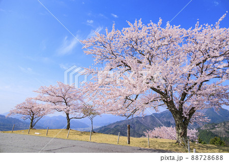 桜満開に咲く竹田城跡 88728688