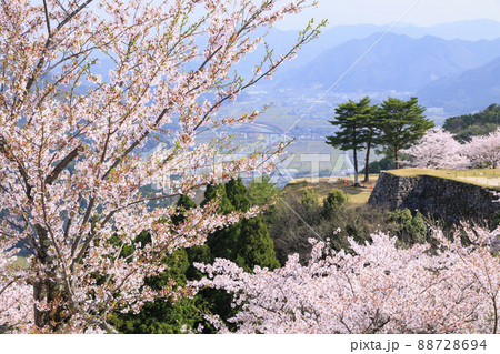 桜満開に咲く竹田城跡 88728694