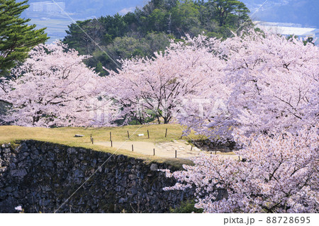桜満開に咲く竹田城跡 88728695