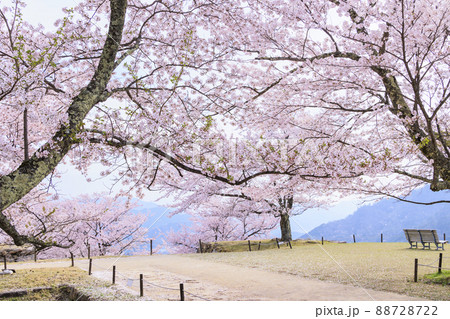桜満開に咲く竹田城跡 88728722