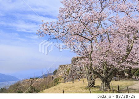 桜満開に咲く竹田城跡 88728728